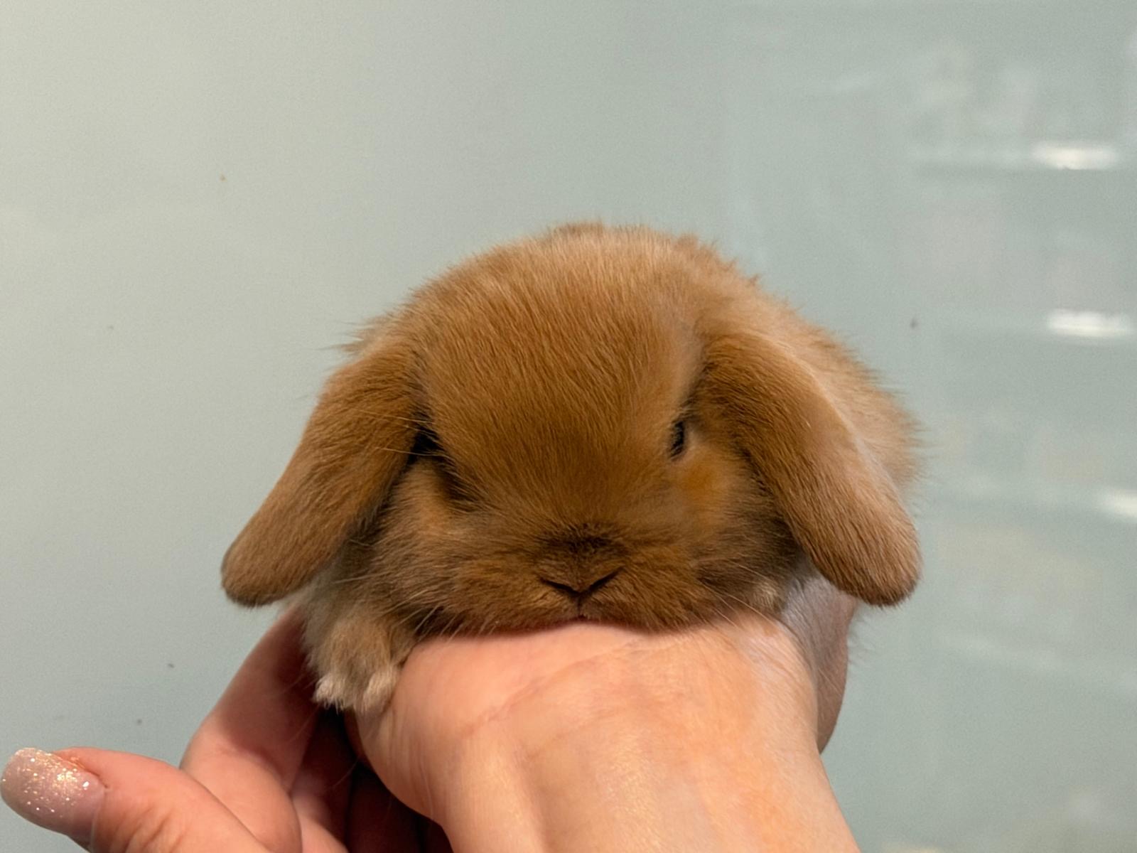MINI LOP 4 foto 3
