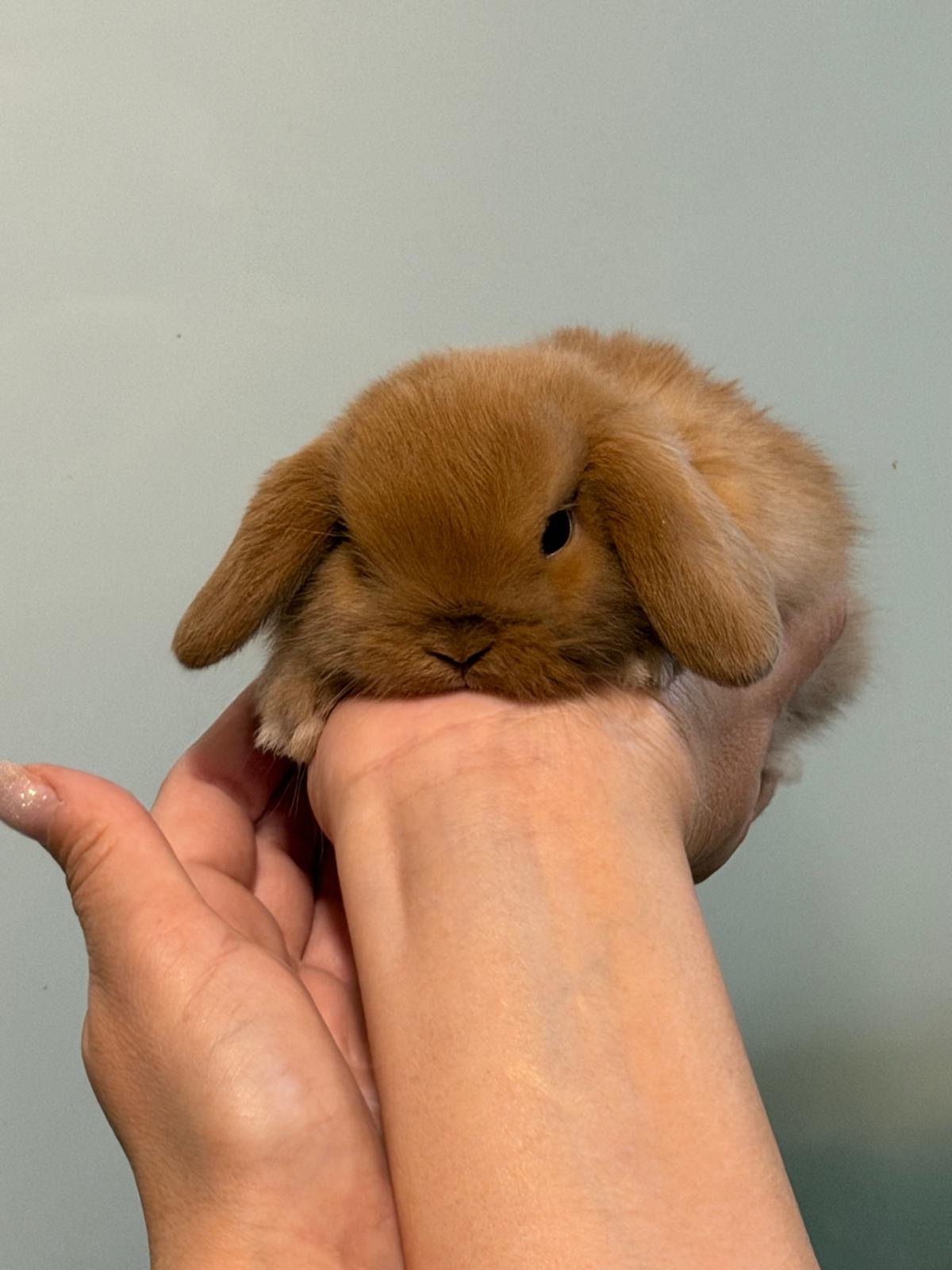 MINI LOP 4 foto 1