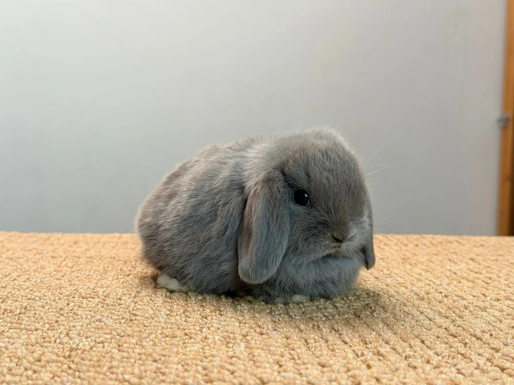 MINI LOP foto 1