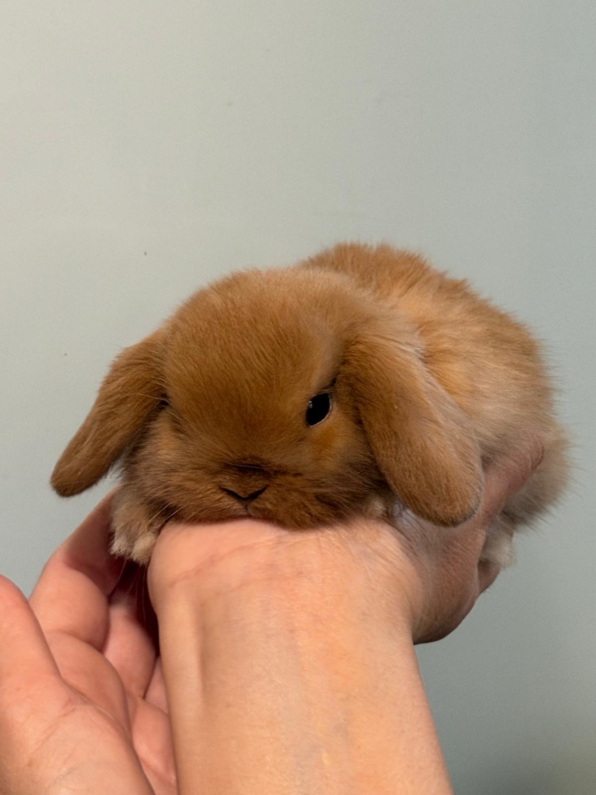 MINI LOP 4 foto 2