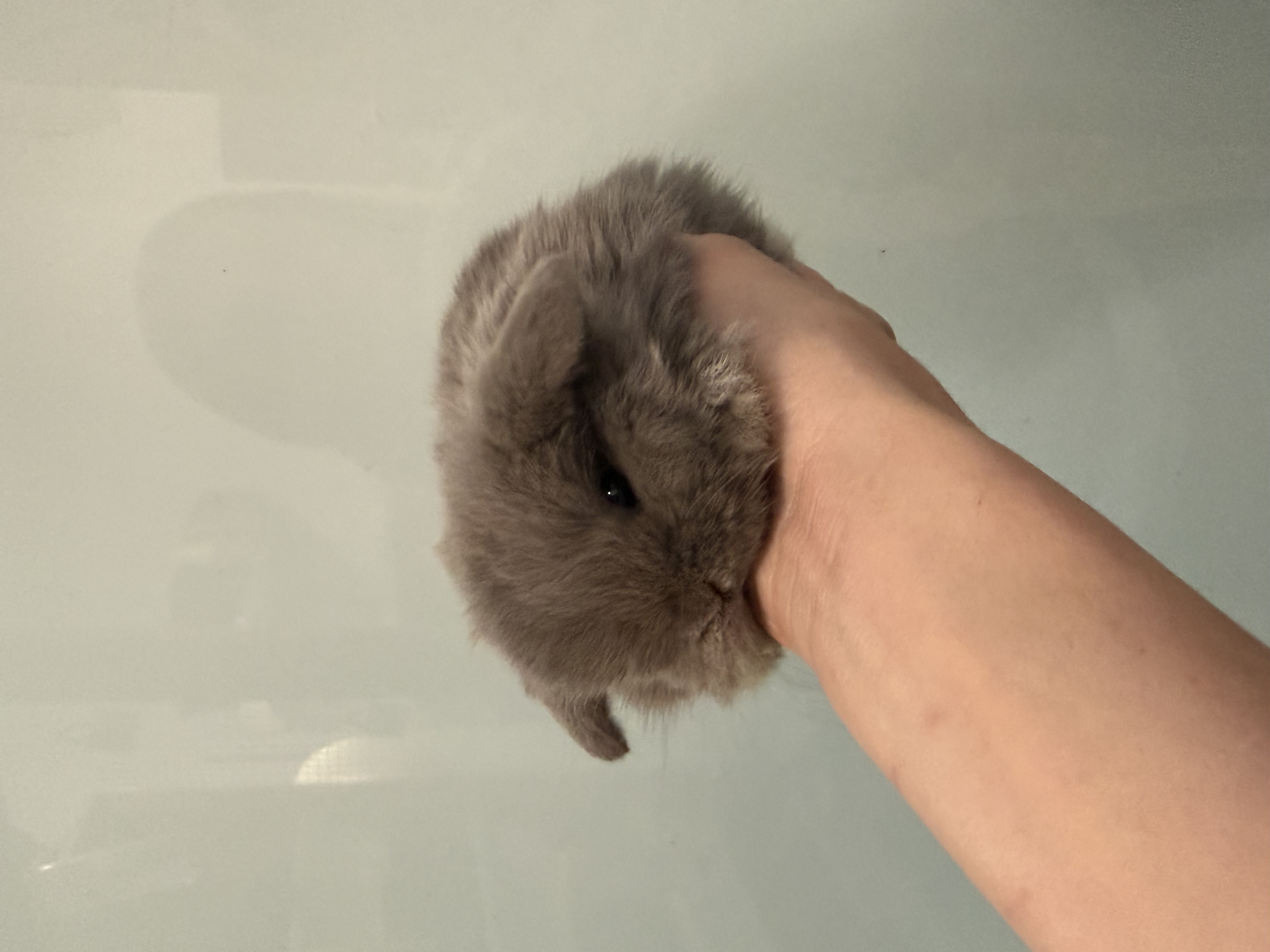 MINI LOP 1 foto 1