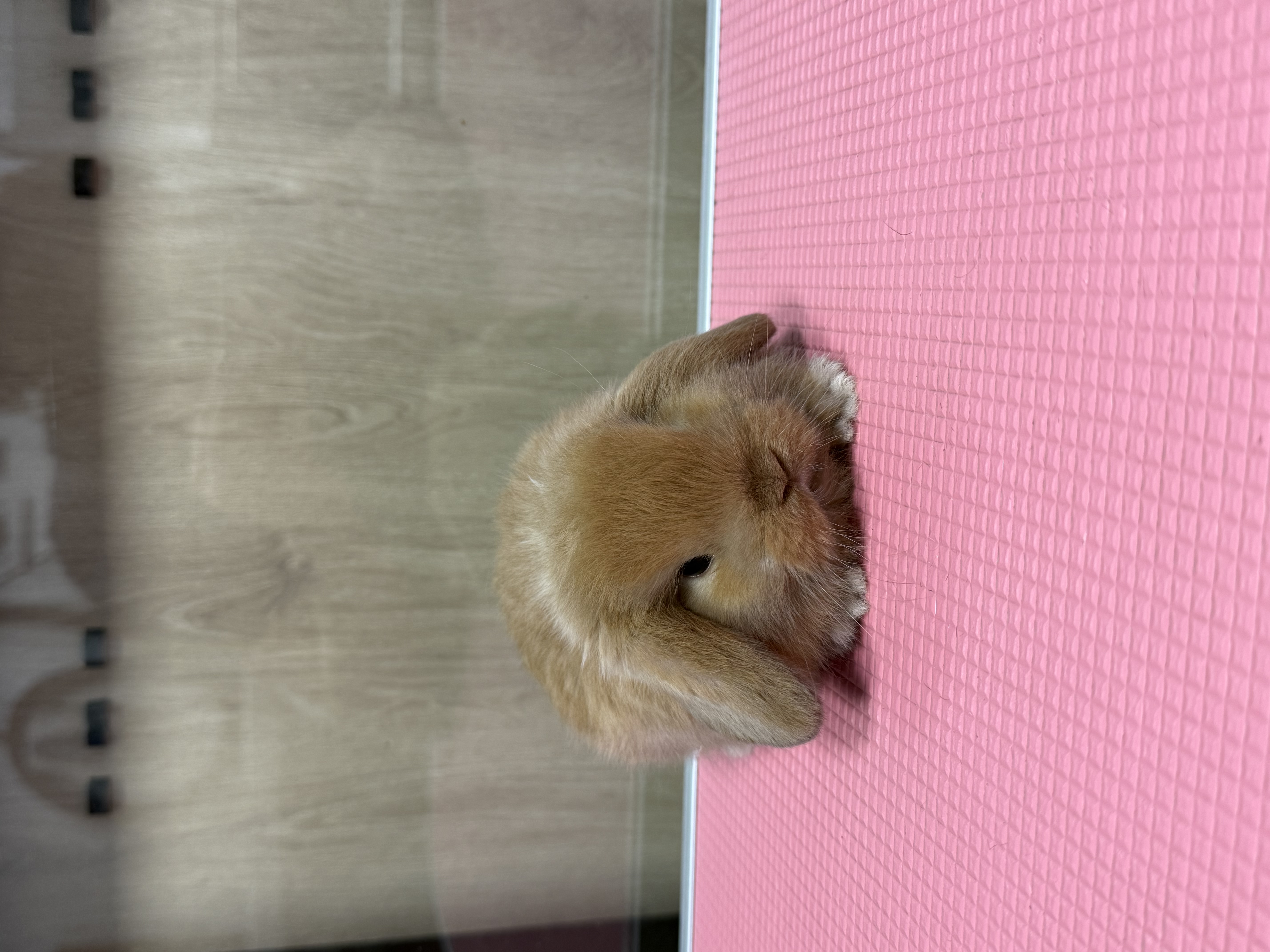 MINI LOP 4 foto 4