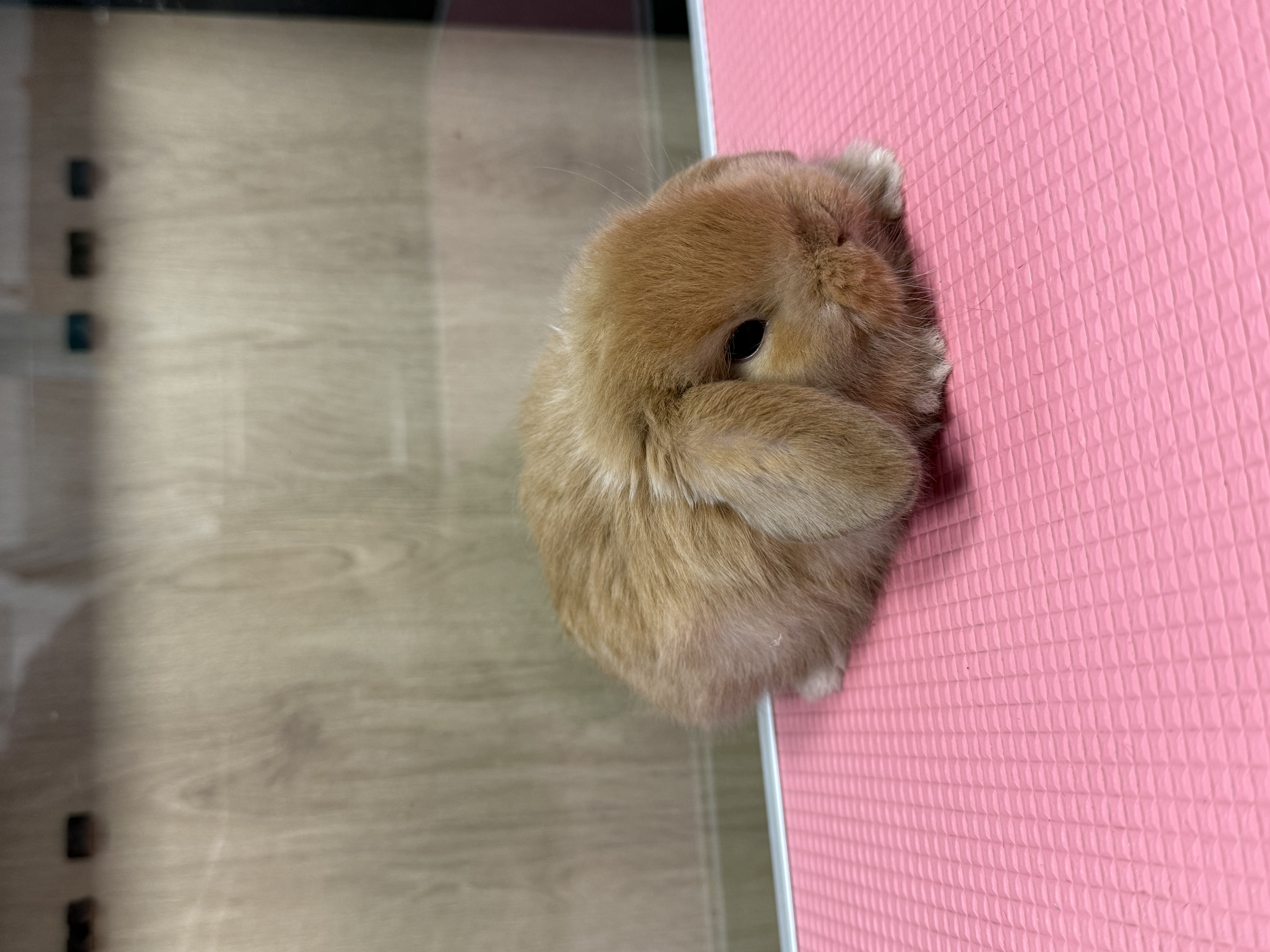 MINI LOP 4 foto 5
