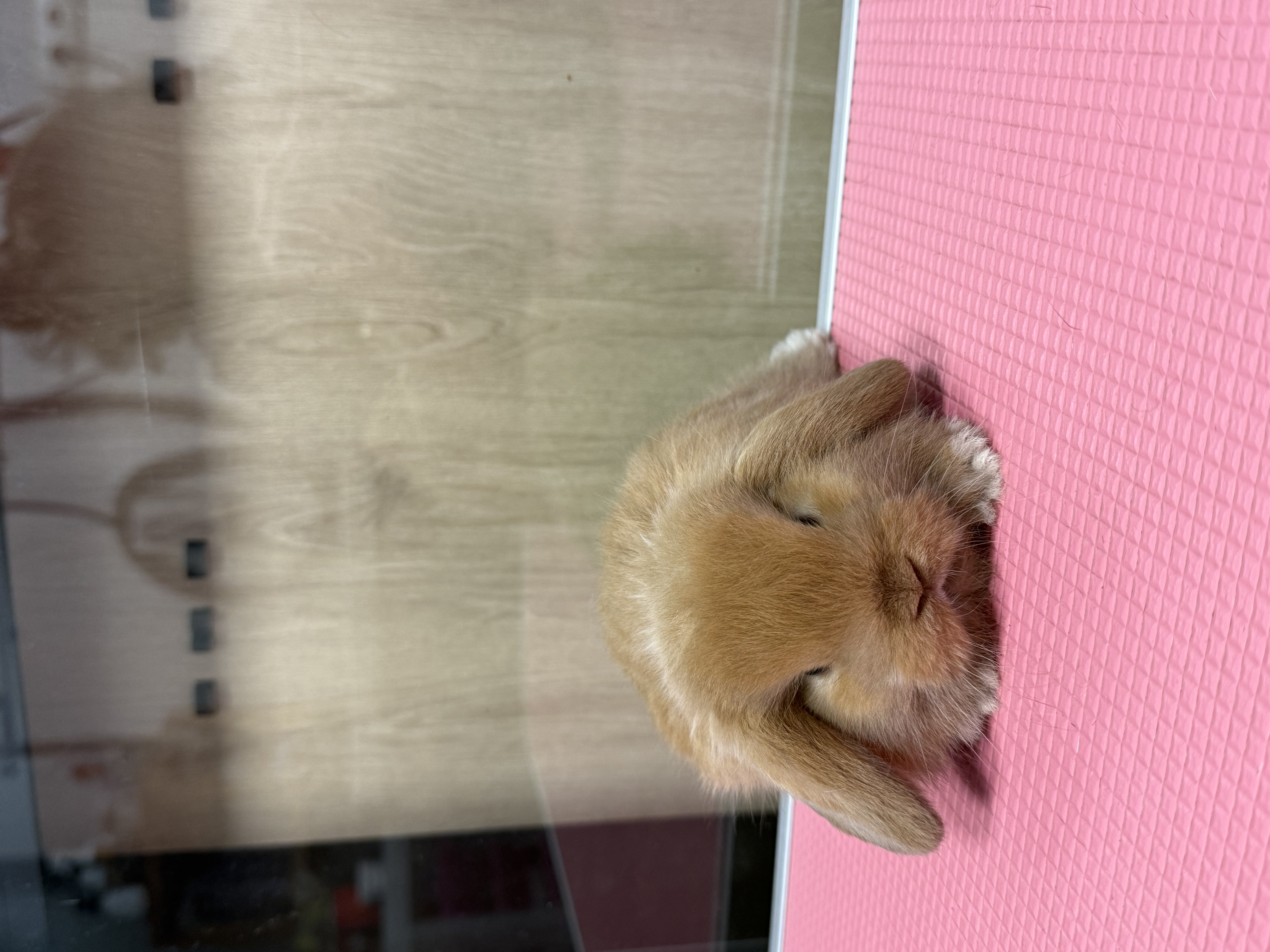 MINI LOP 4 foto 6