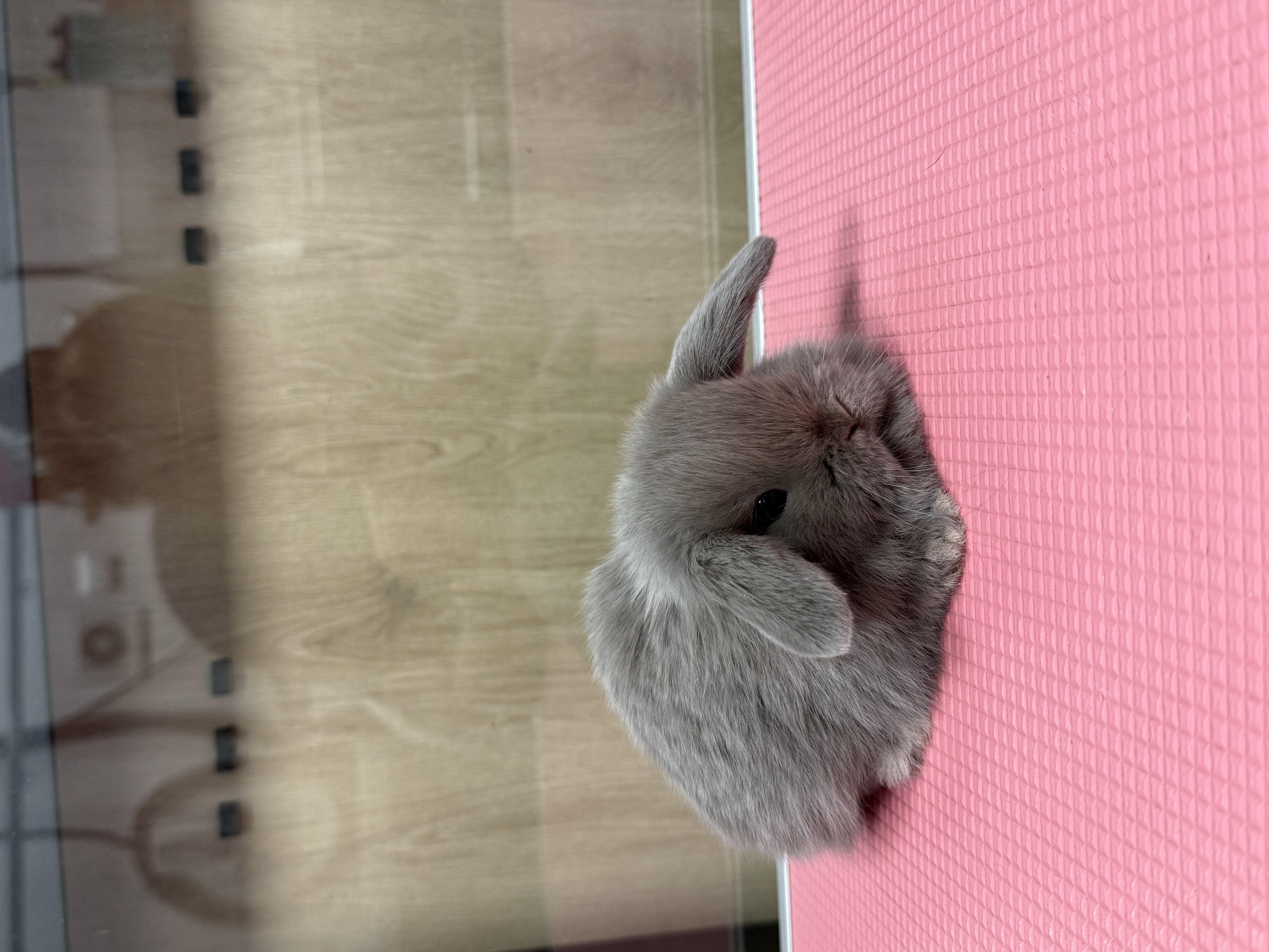 MINI LOP 2 foto 5