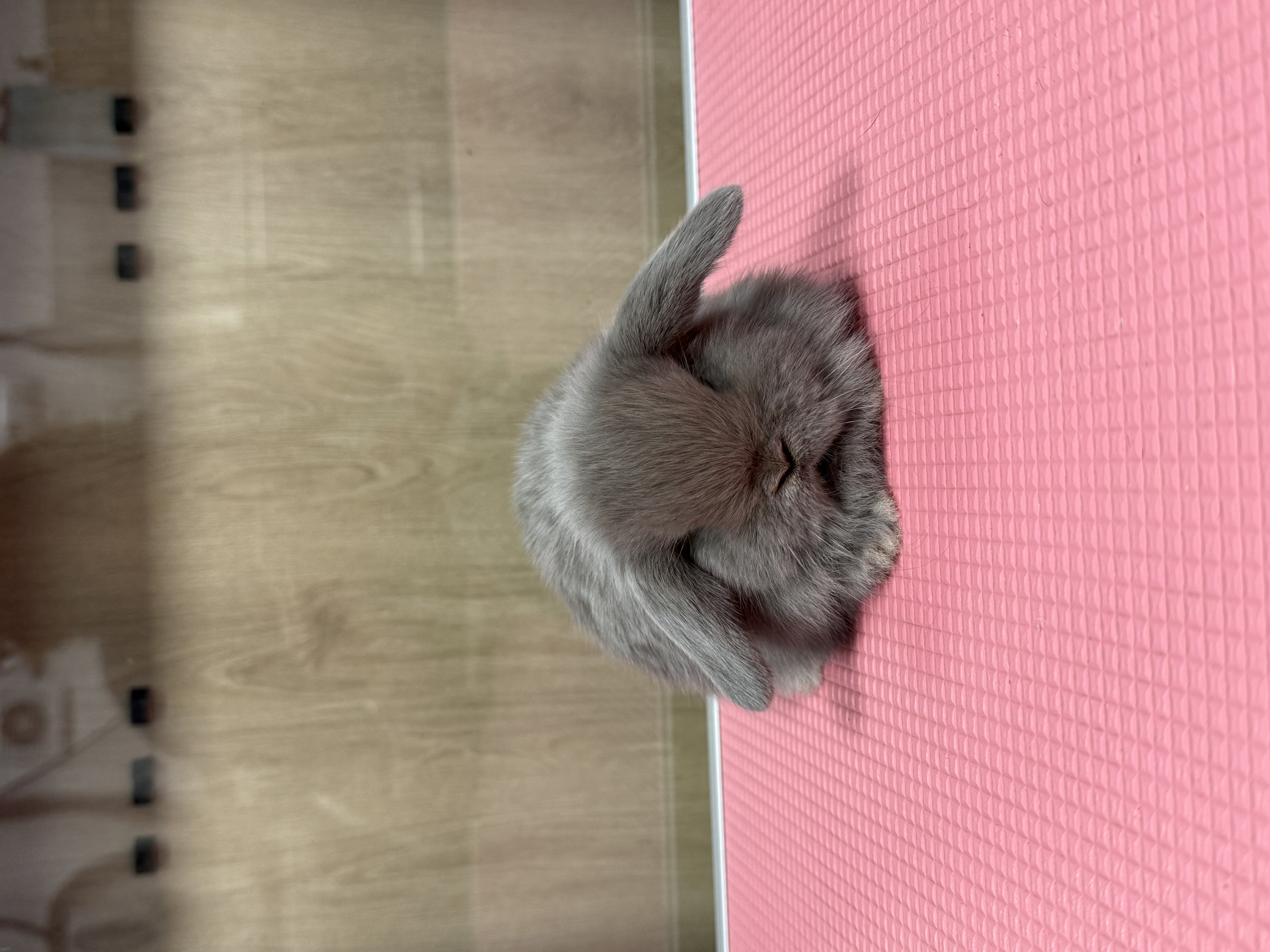 MINI LOP 2 foto 3