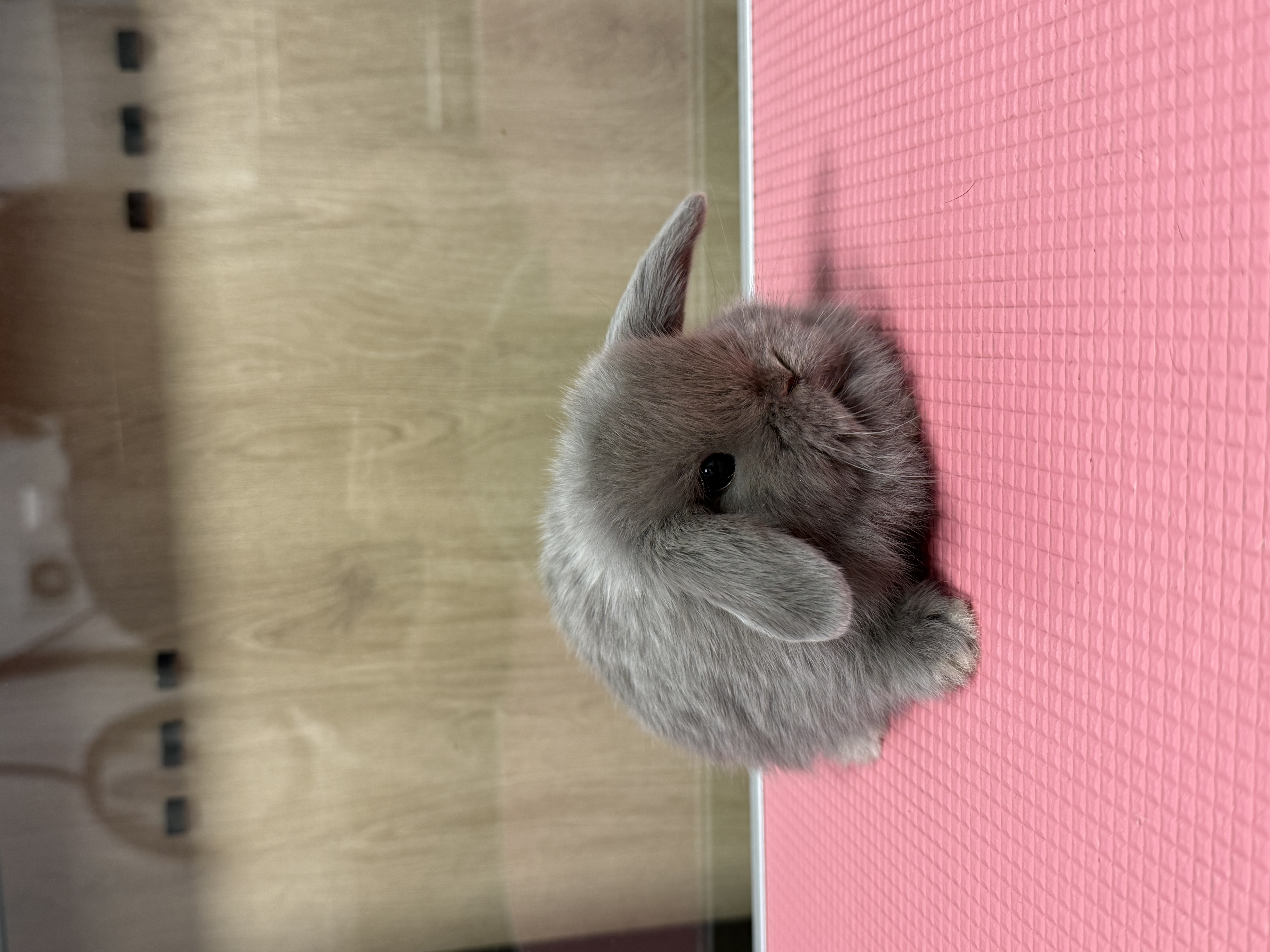 MINI LOP 2 foto 4