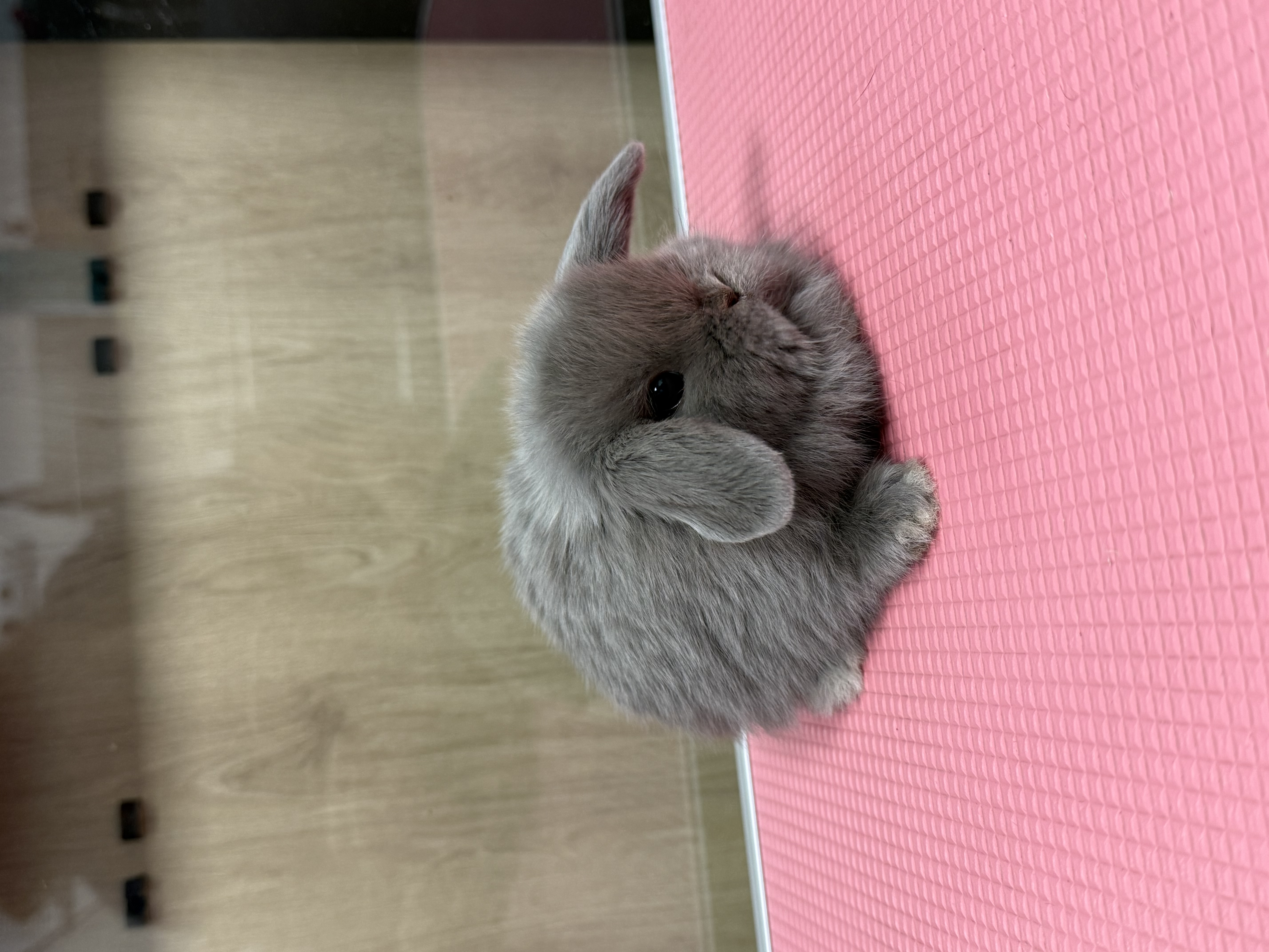 MINI LOP 2 foto 2