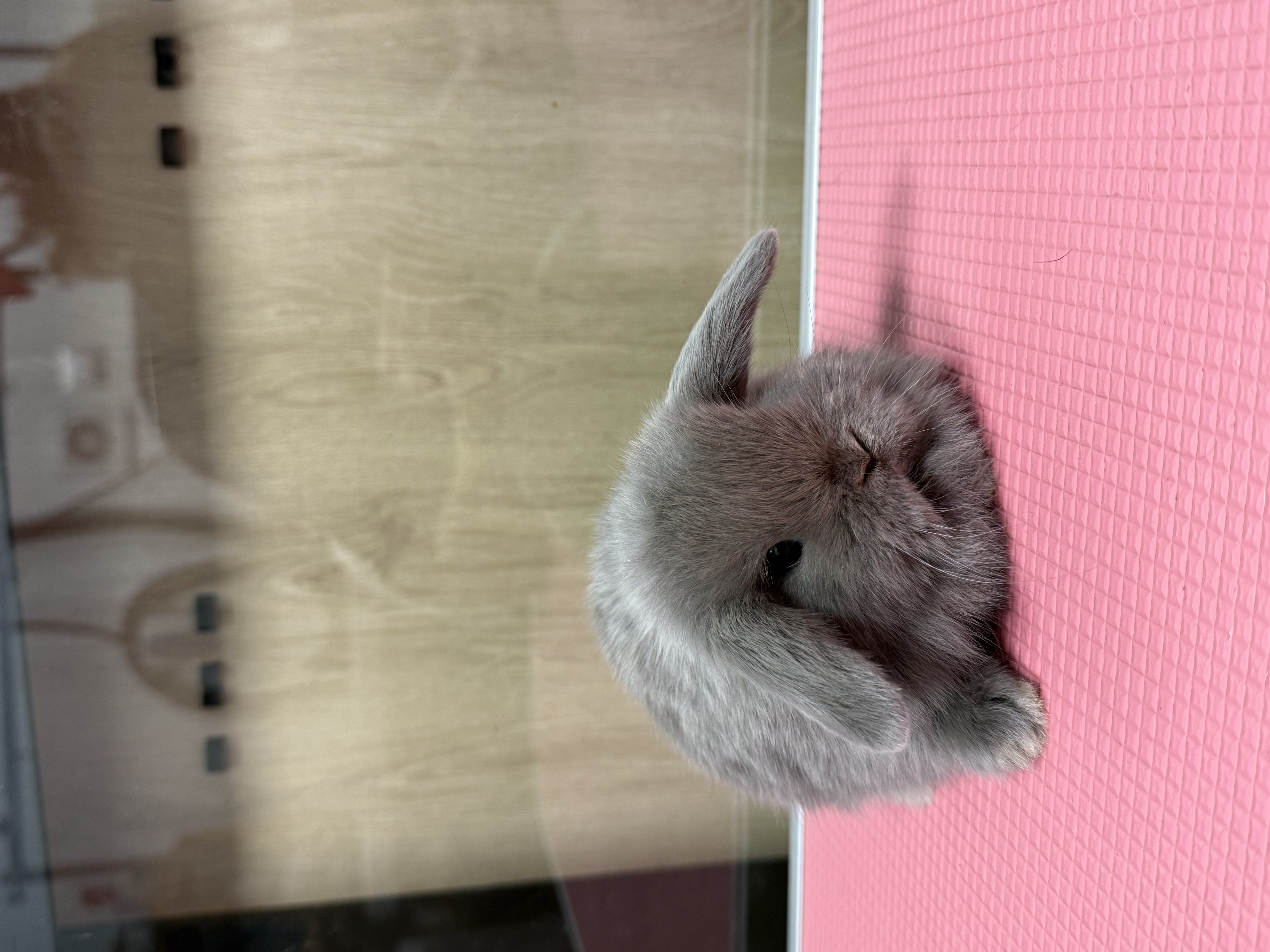 MINI LOP 2 foto 1