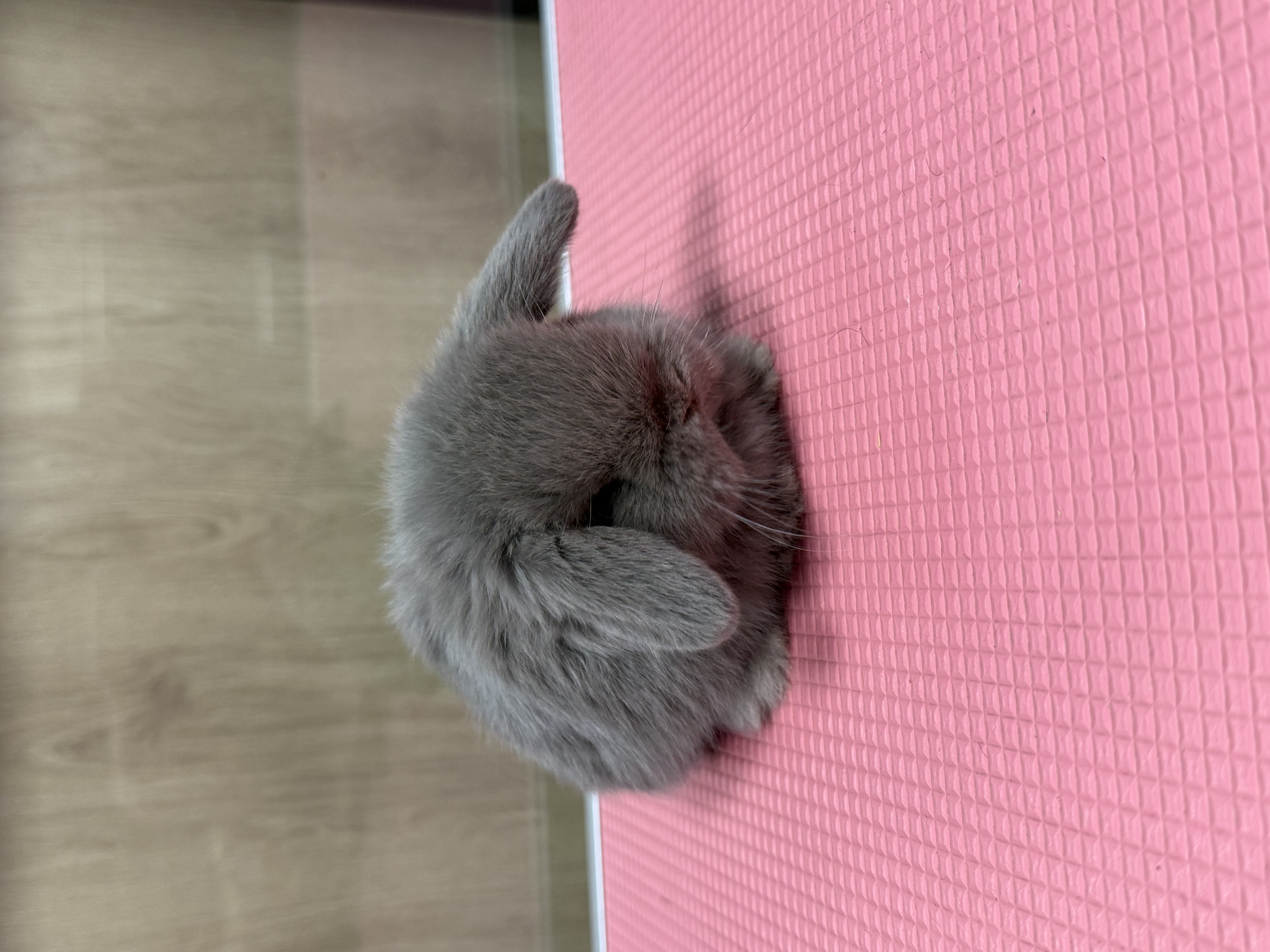 MINI LOP 3 foto 1