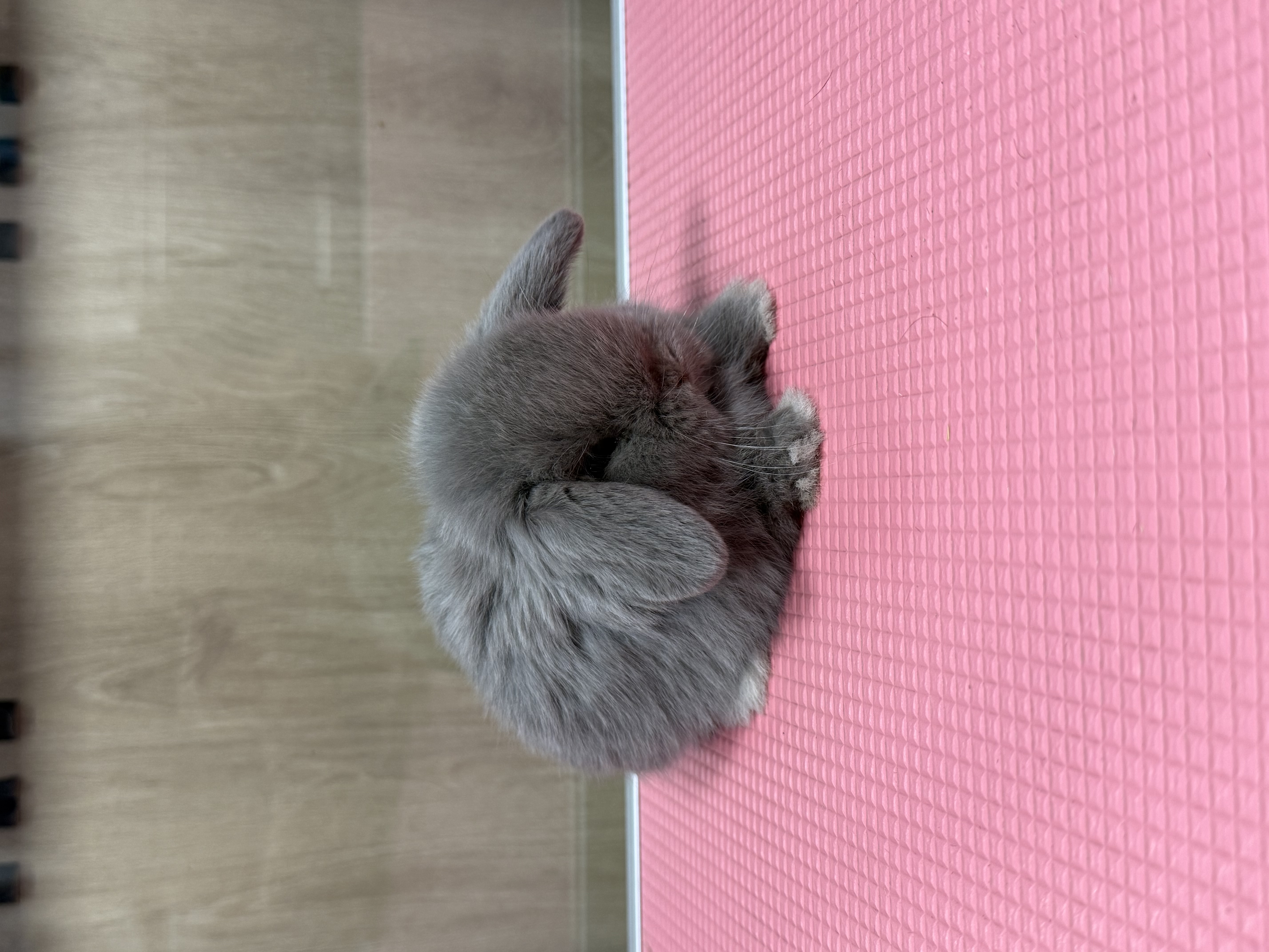 MINI LOP 3 foto 2