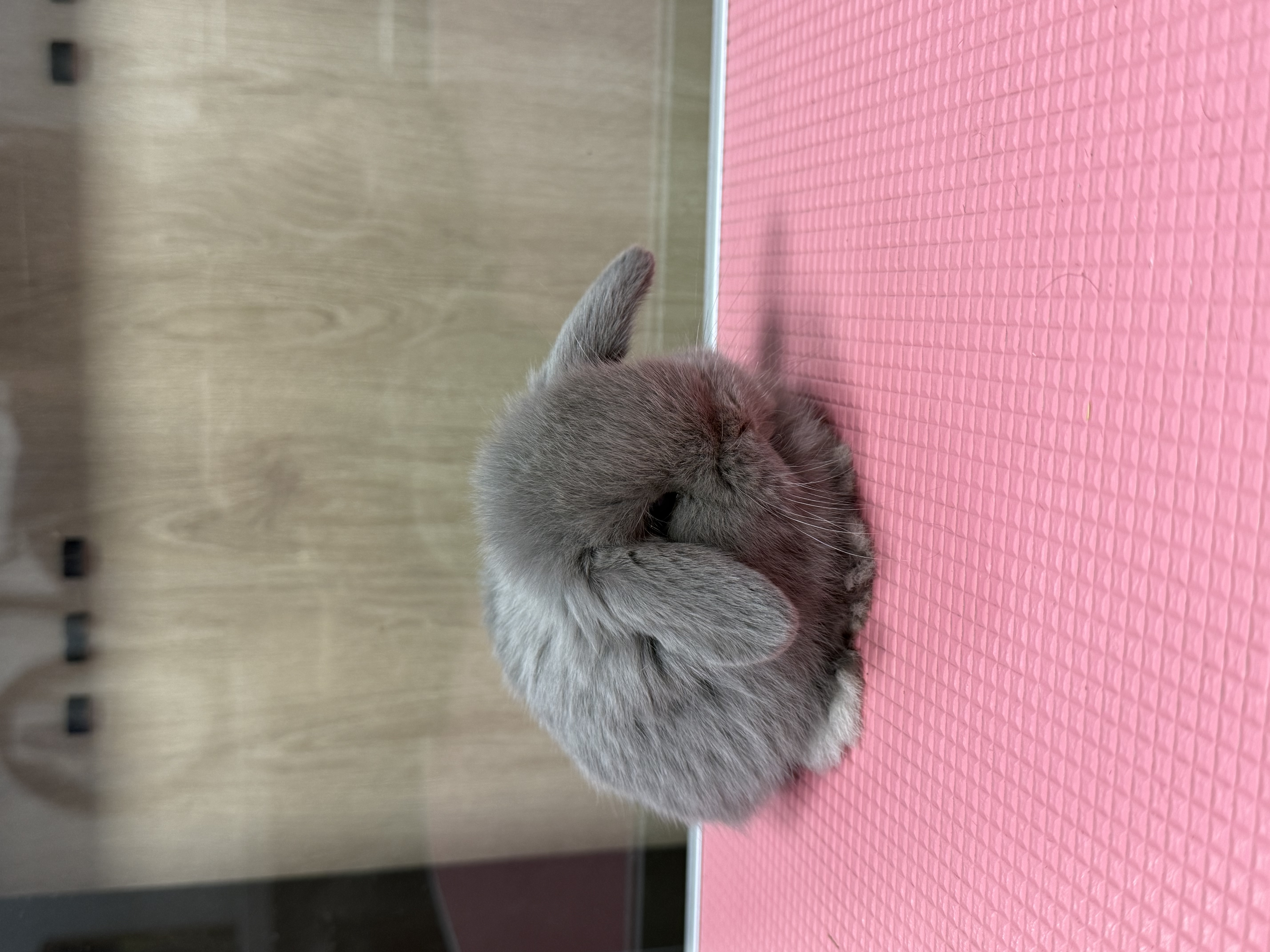 MINI LOP 3 foto 5