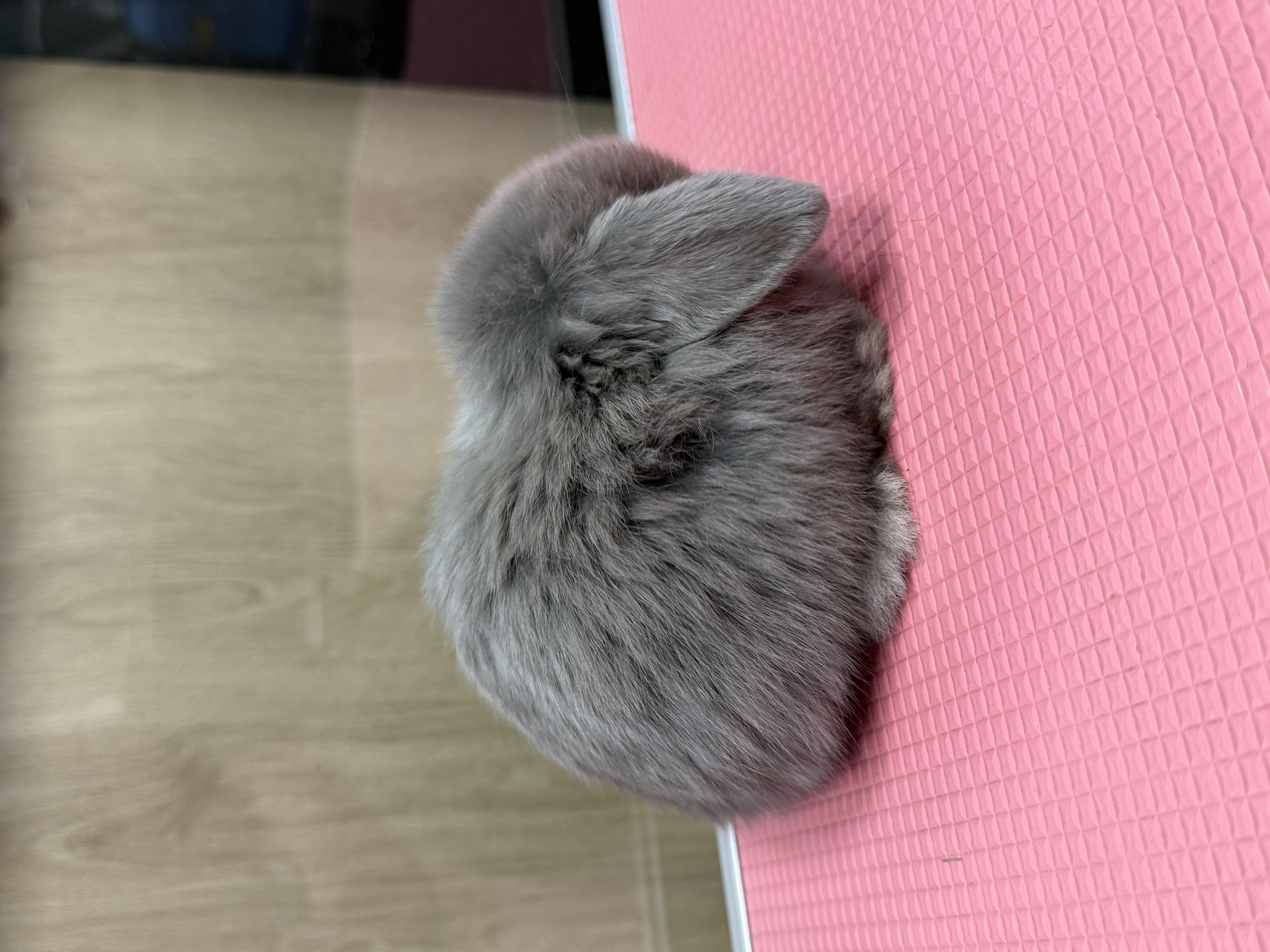 MINI LOP 3 foto 3