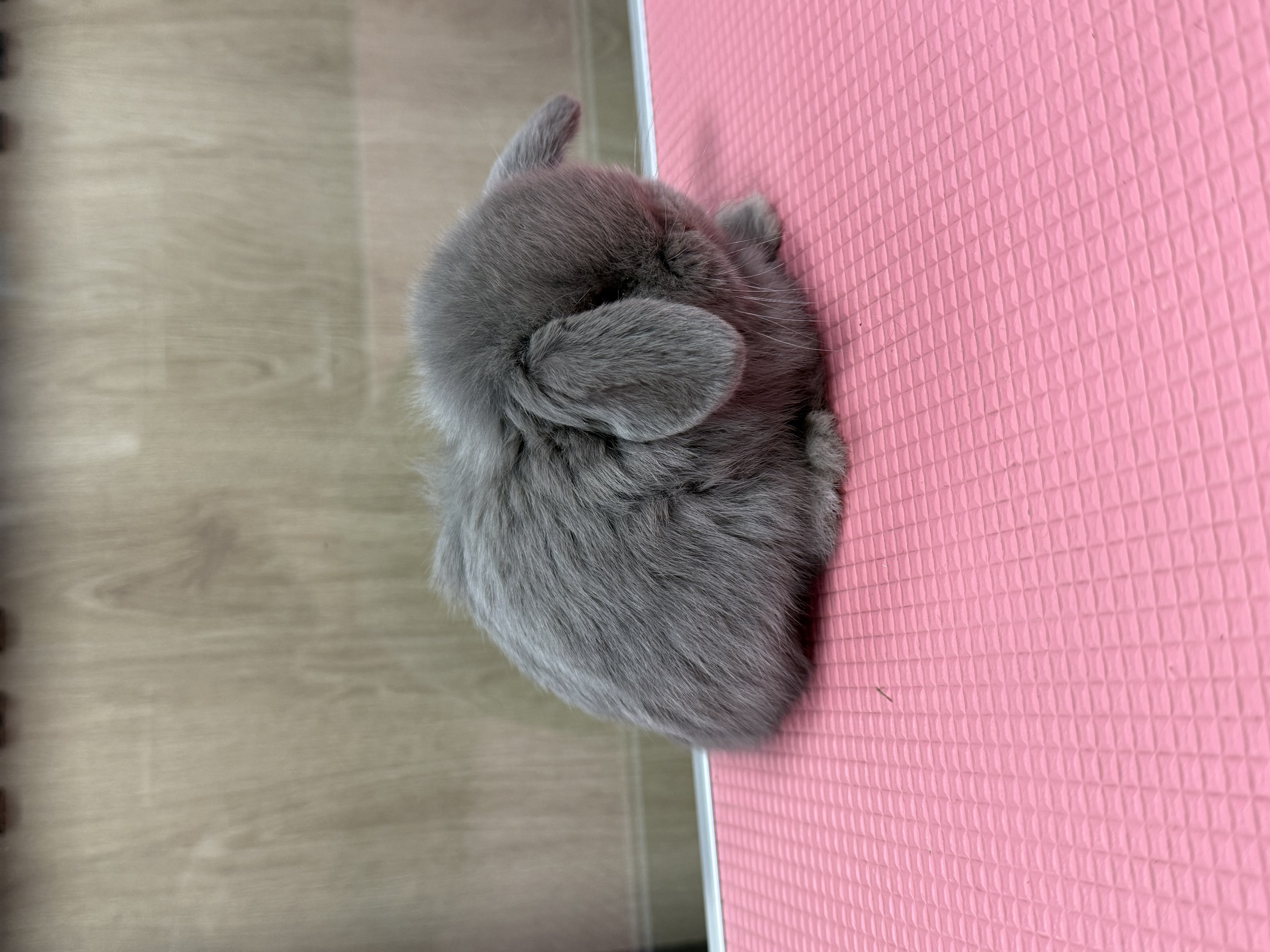 MINI LOP 3 foto 4