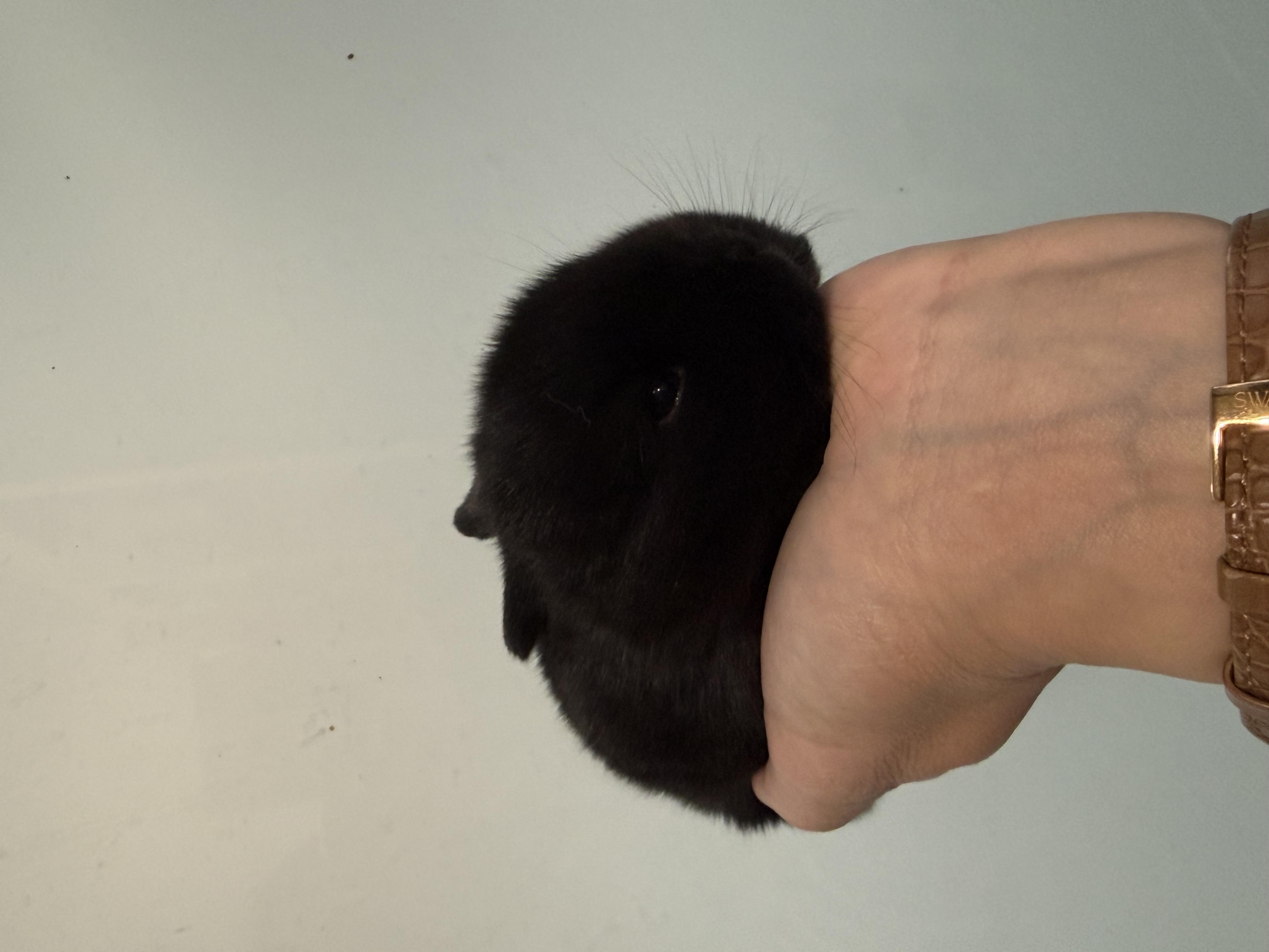 Mini Lop 1 foto 1