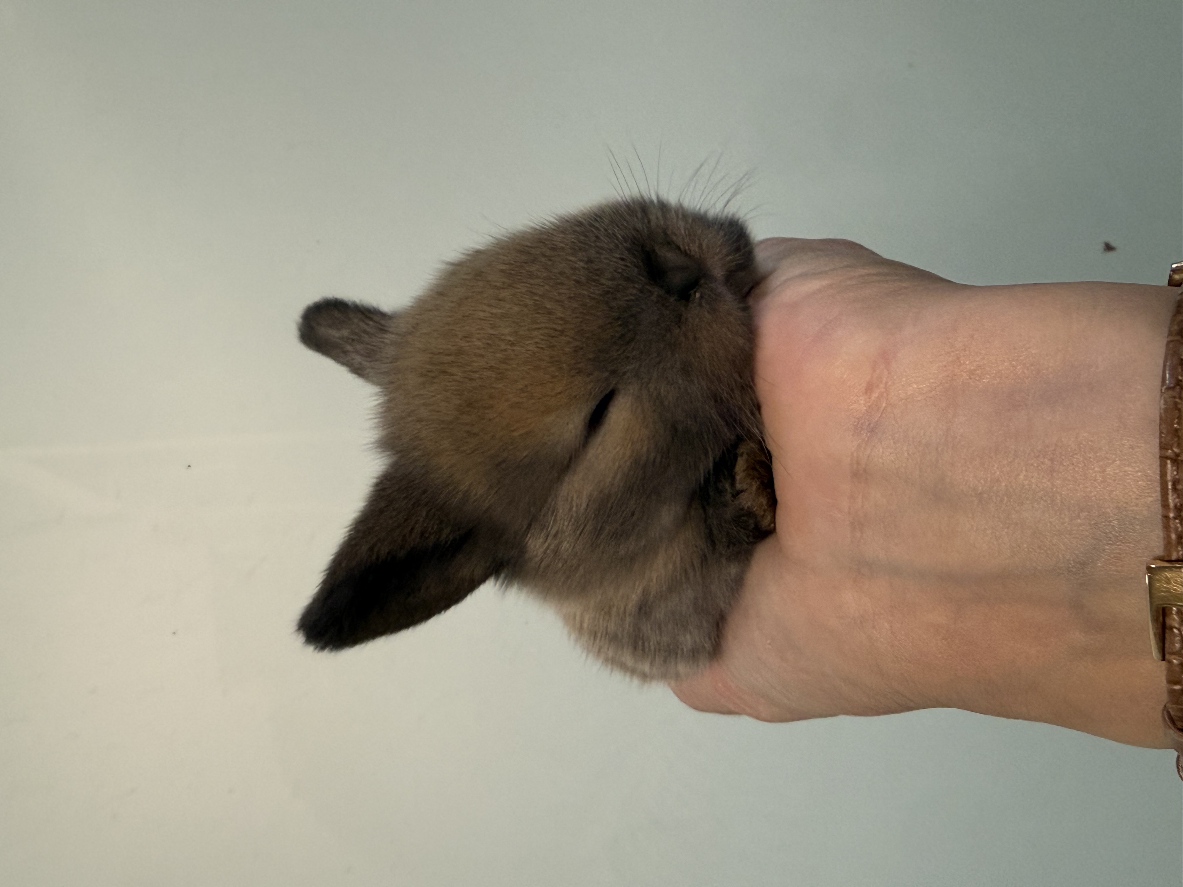 Mini Lop 2 foto 1
