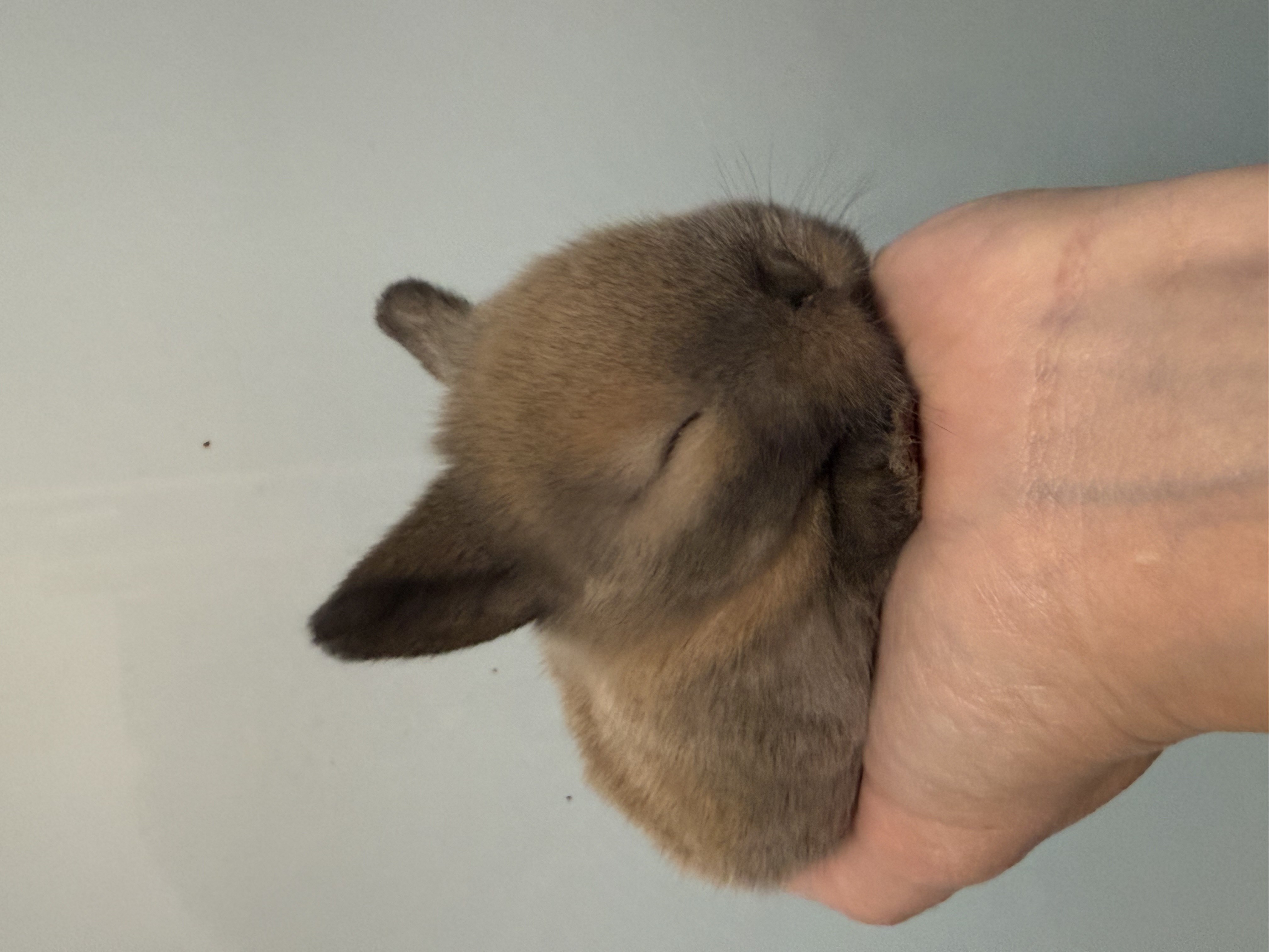 Mini Lop 2 foto 2