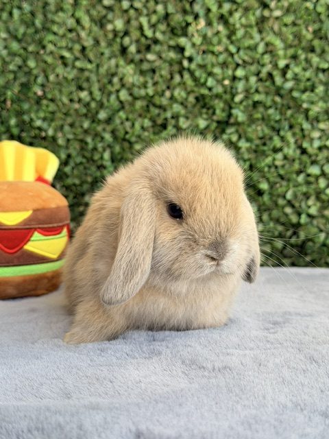 MINI LOP 1 foto 1