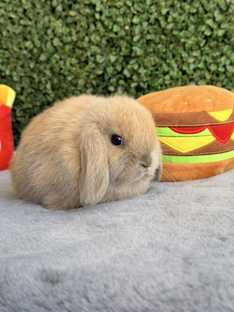 MINI LOP 1 foto 3