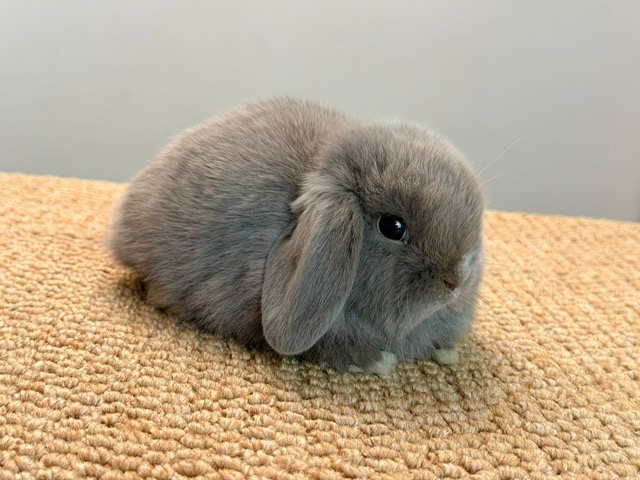 MINI LOP 2 foto 1