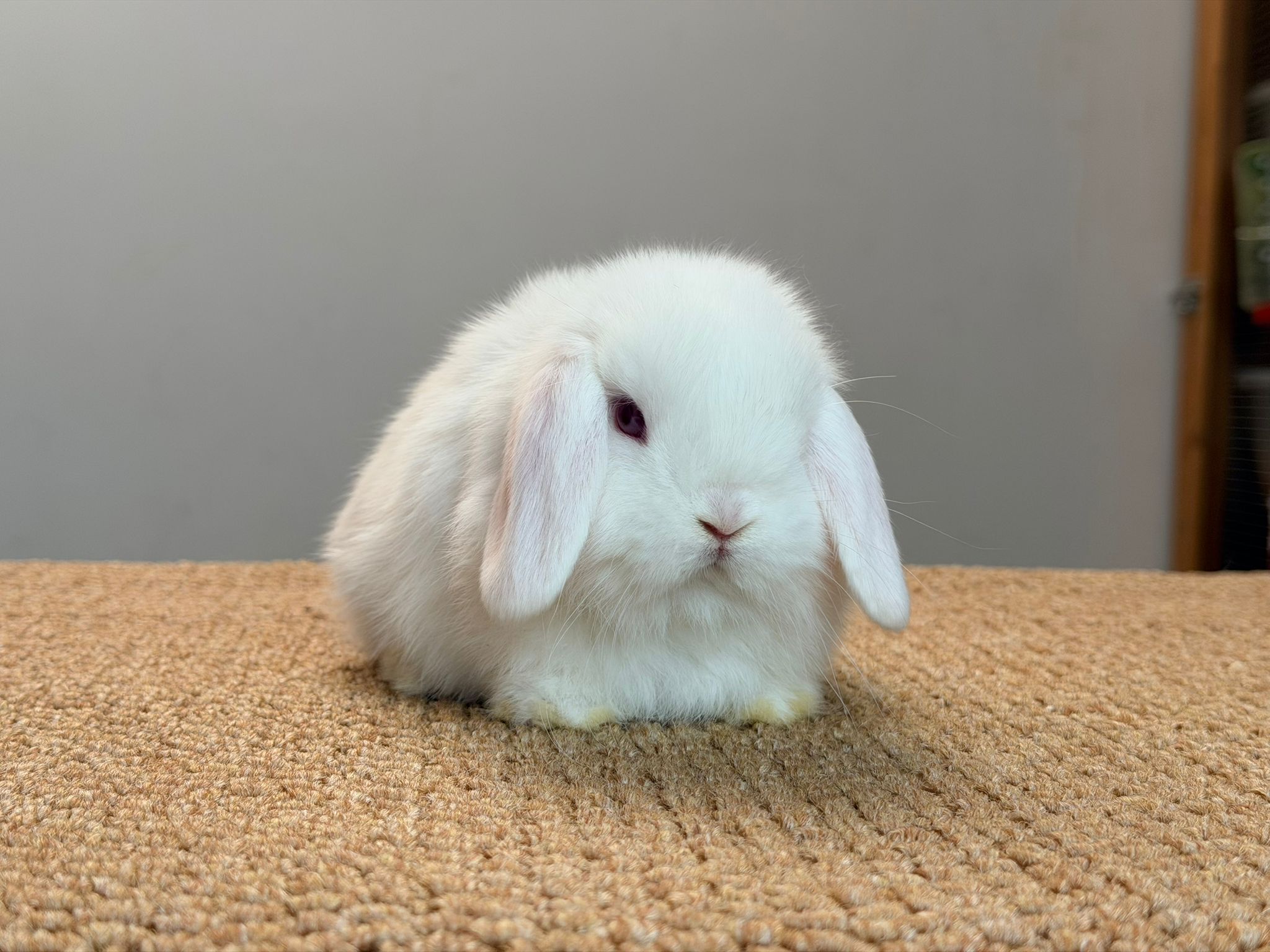 MINI LOP 3 foto 1
