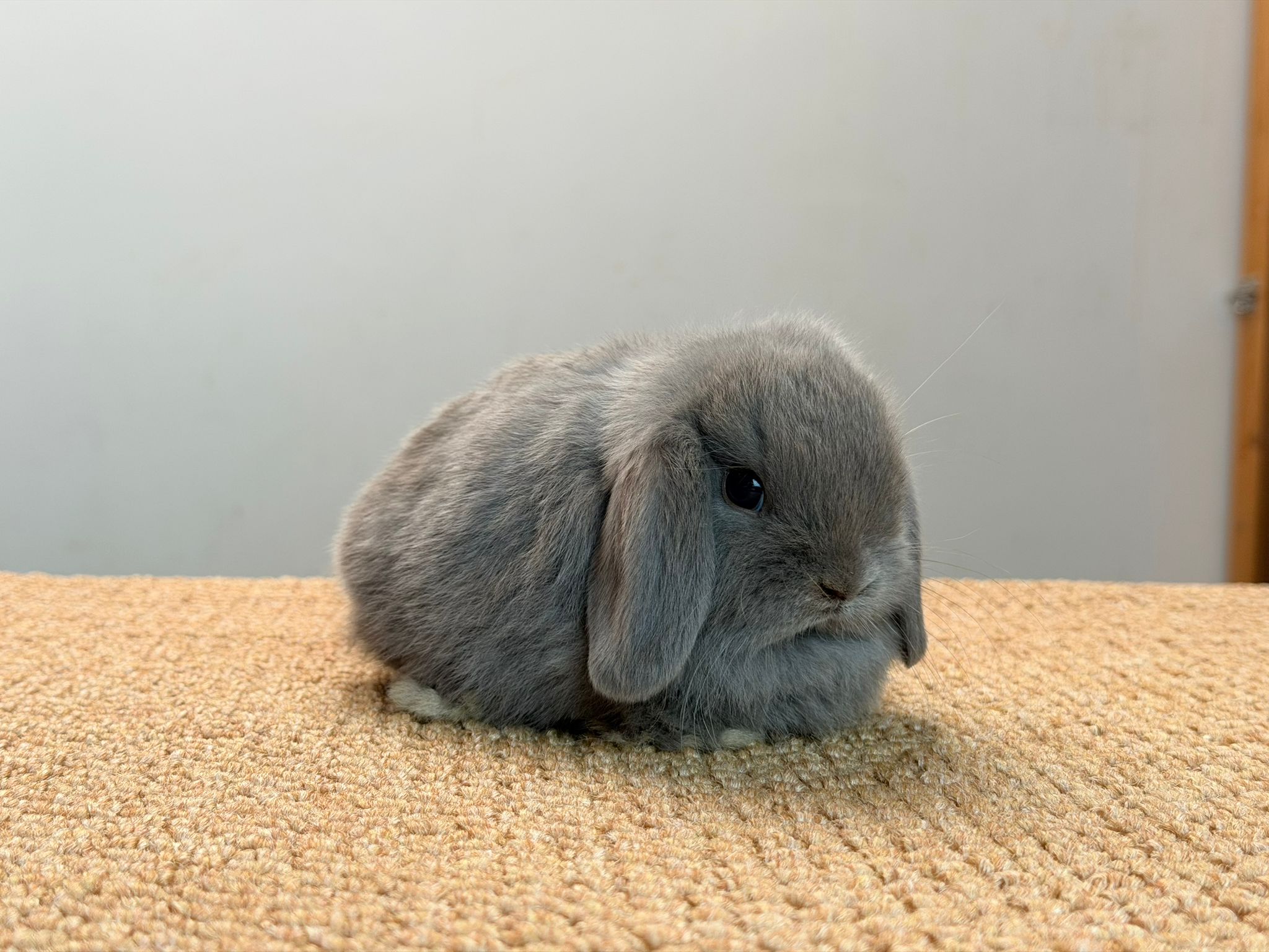 MINI LOP 4 foto 1
