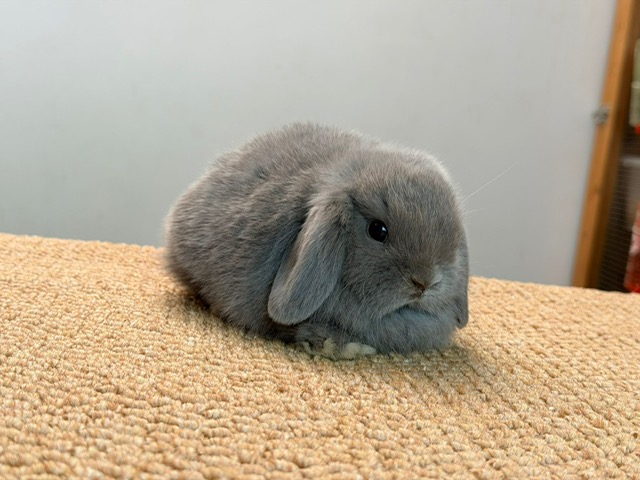 MINI LOP 4 foto 2