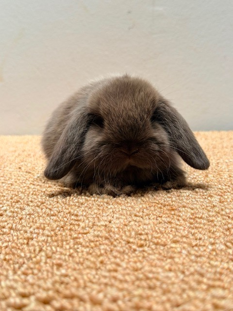 MINI LOP 5 foto 1