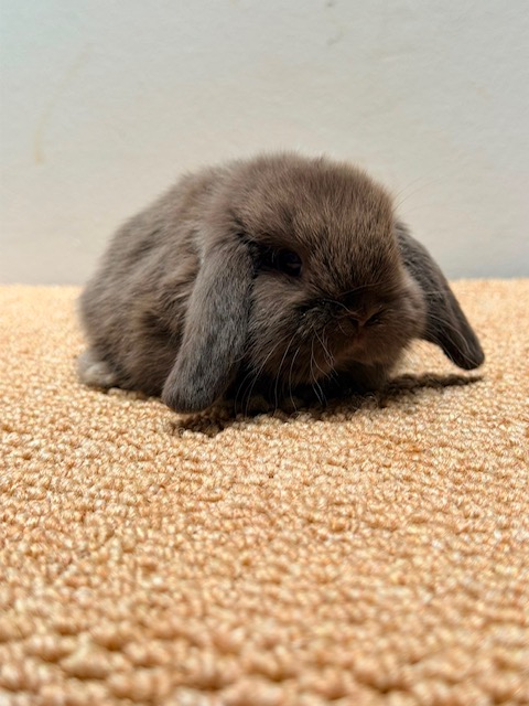 MINI LOP 5 foto 3