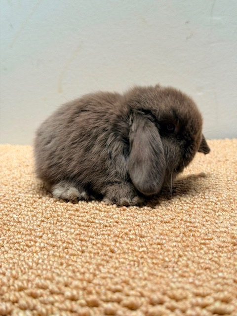 MINI LOP 5 foto 4