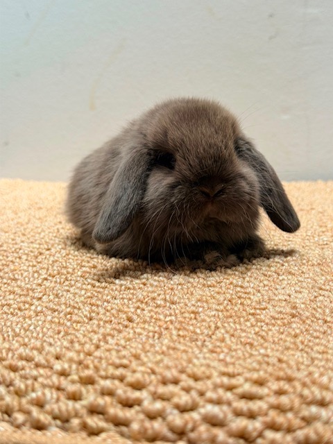 MINI LOP 5 foto 5