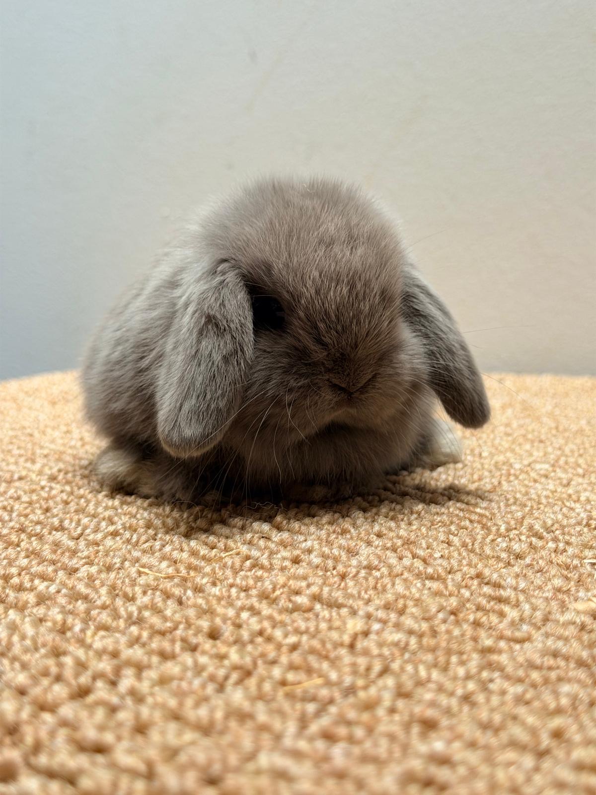 MINI LOP 6 foto 1