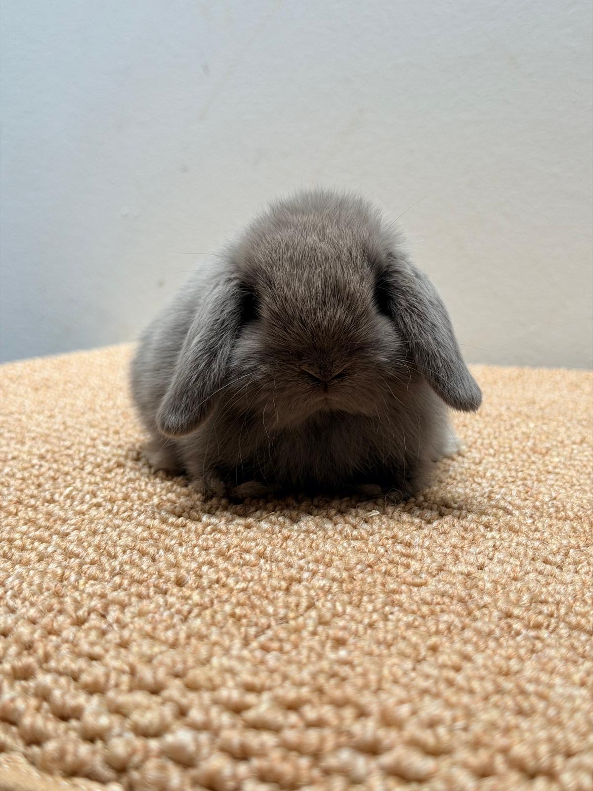 MINI LOP 6 foto 2