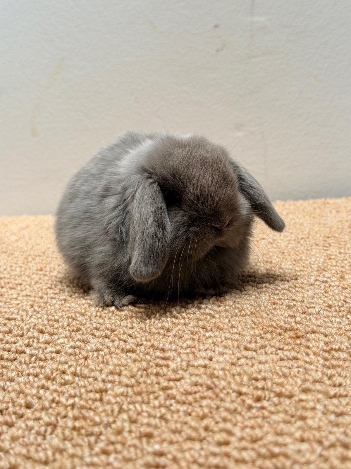 MINI LOP 6 foto 3