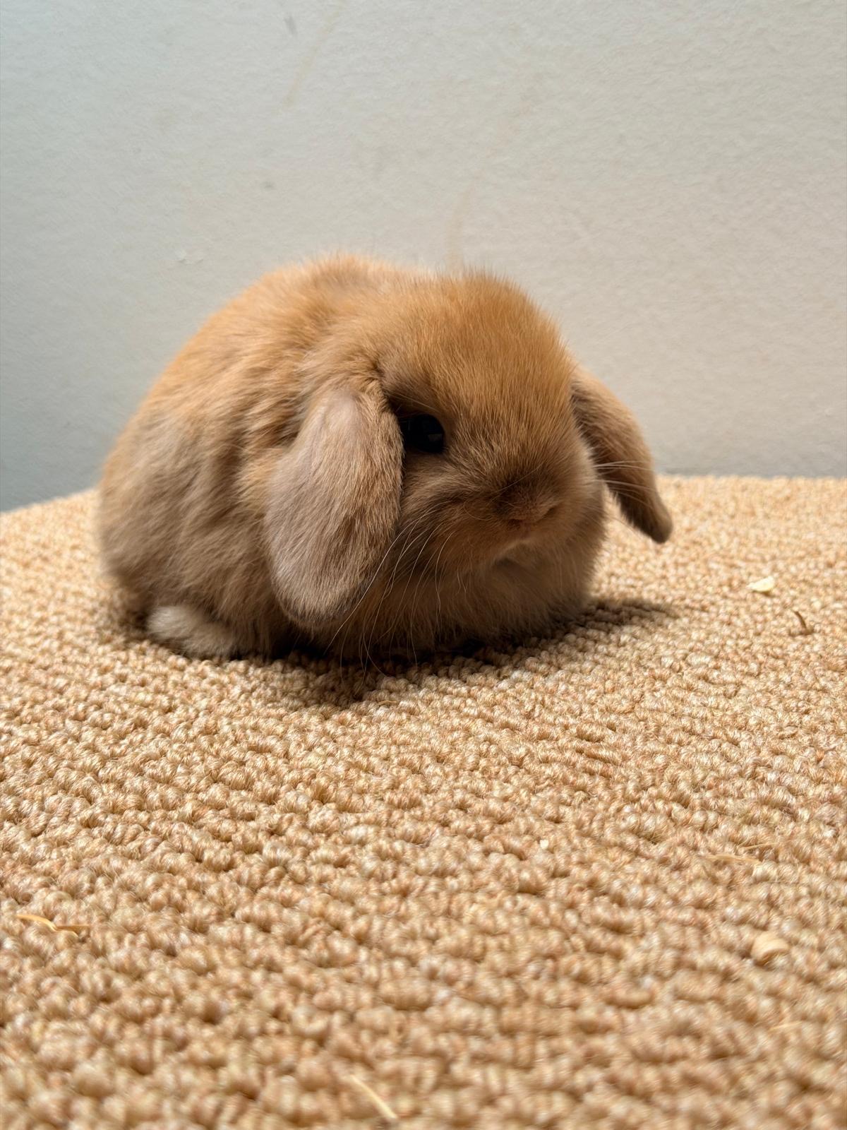 MINI LOP 7 foto 2