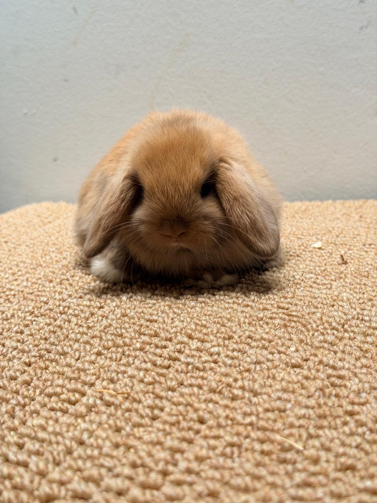 MINI LOP 7 foto 4