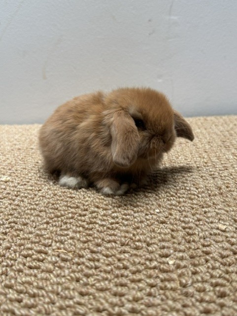 MINI LOP 8 foto 3
