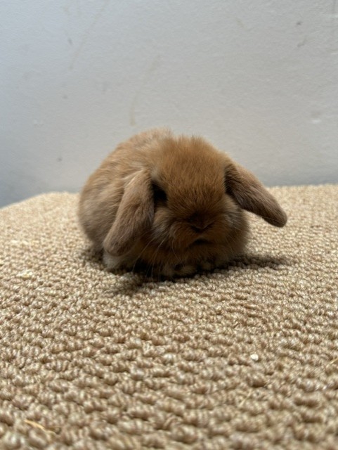 MINI LOP 8 foto 4