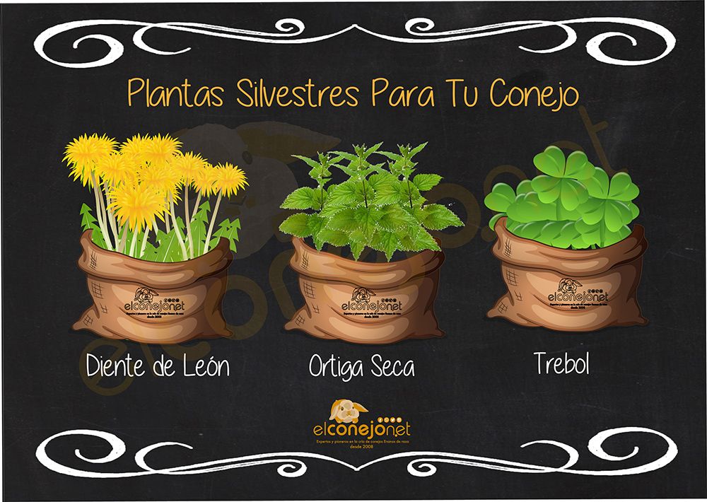 Cartel de plantas silvestres seguras para conejos enanos