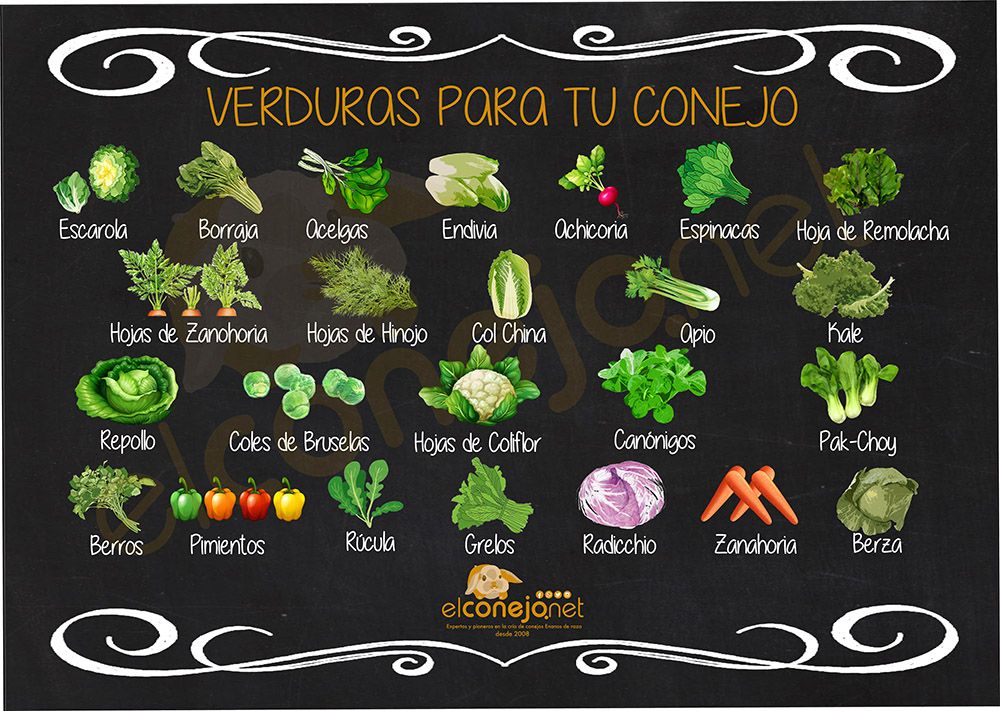 Cartel de verduras recomendadas para conejos enanos