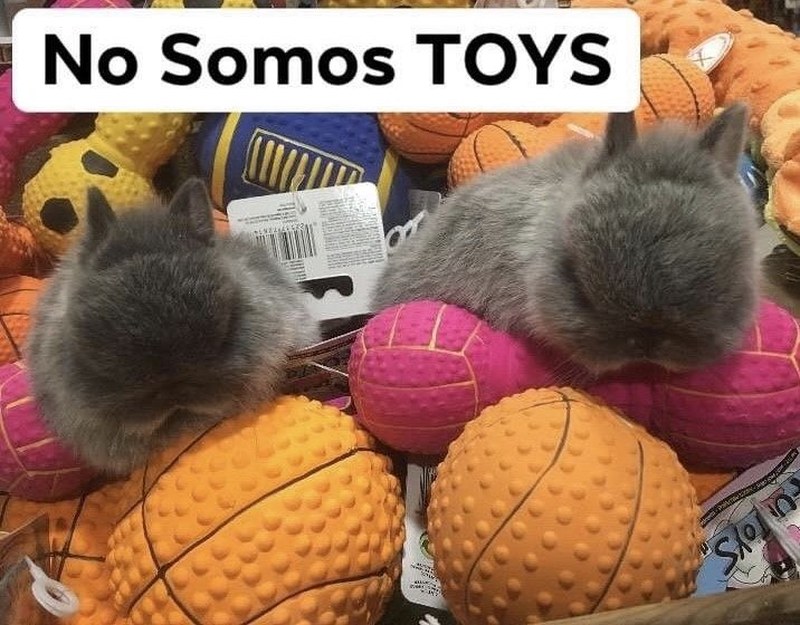 Imagen del artículo El conejo toy