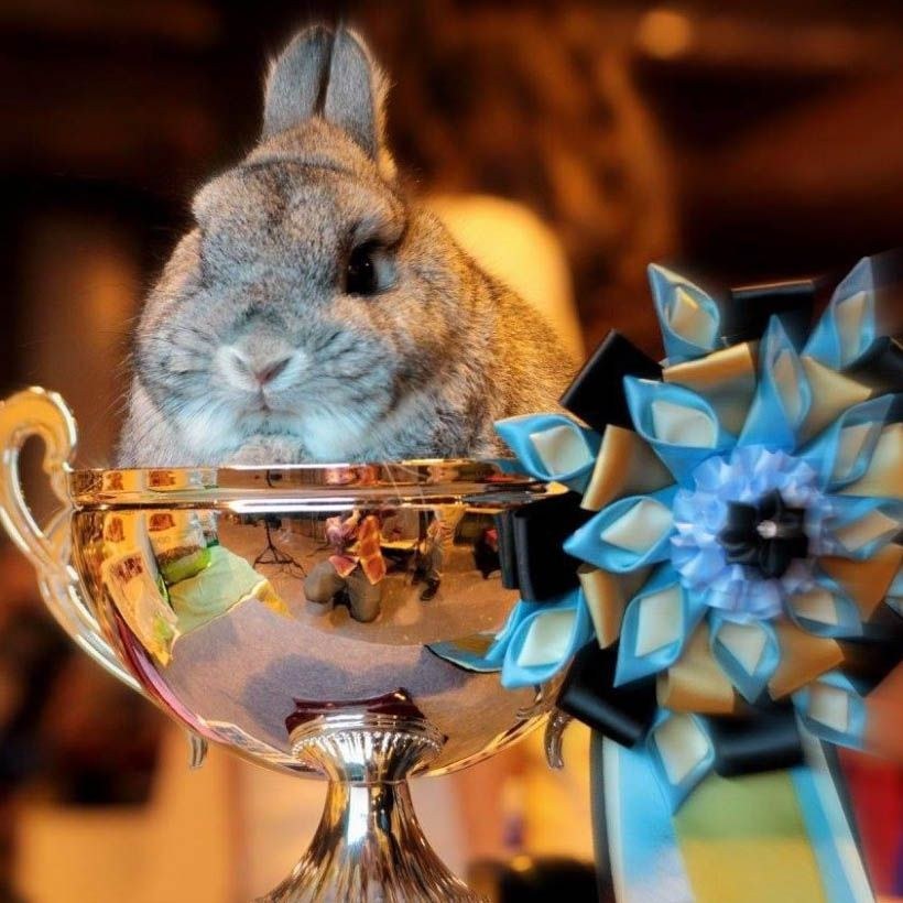 Imagen del artículo El conejo enano de pura raza en España
