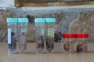 Imagen del proyecto de investigación CIBIO Portugal