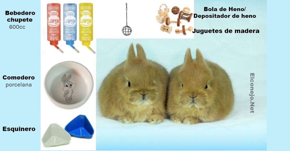 Accesorios fundamentales para conejo: bebedero, comedero, henera, esquinera