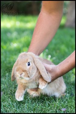 Cría cogiendo correctamente a un conejo enano por la piel del lomo