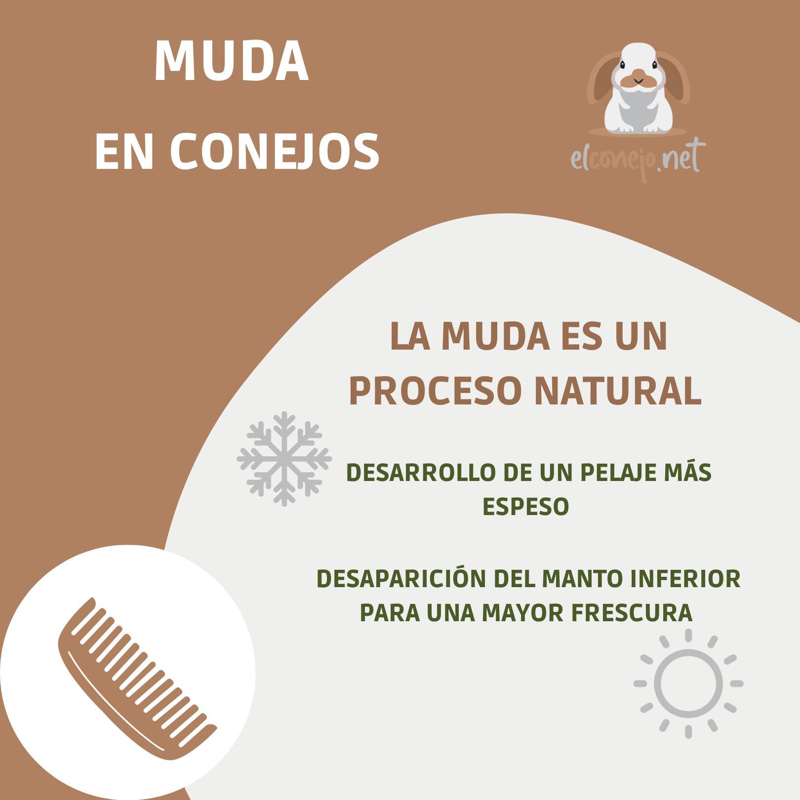 Cepillado de conejo durante la muda