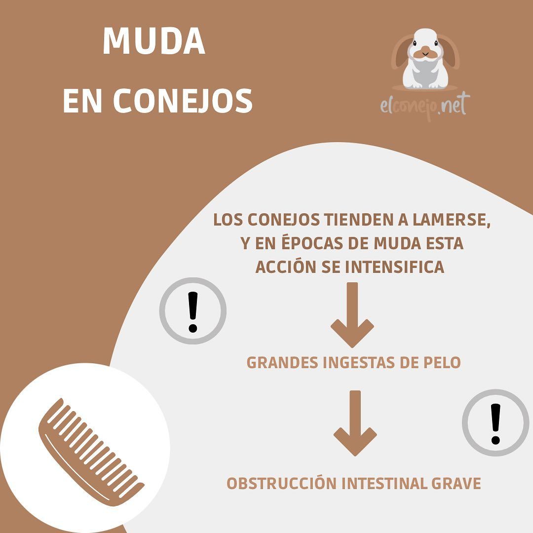 Conejo después del cepillado completo