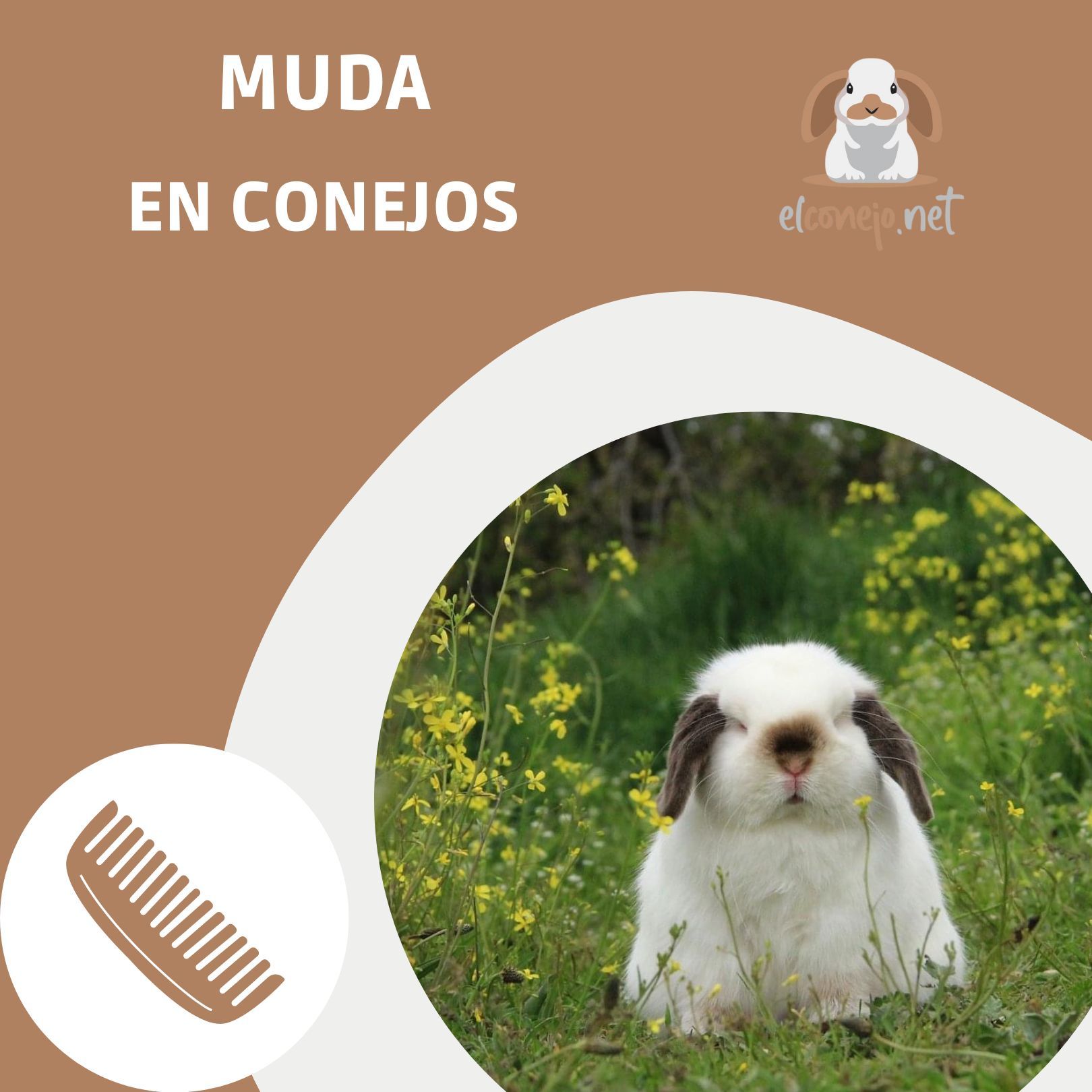 Conejo enano durante la muda del pelo