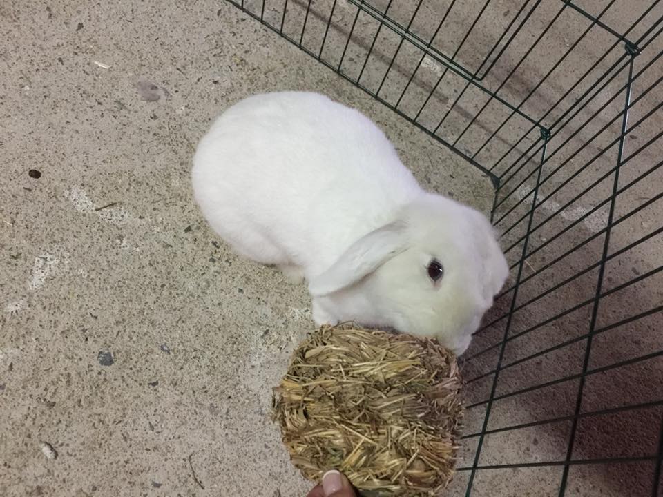 Juguetes en guardería