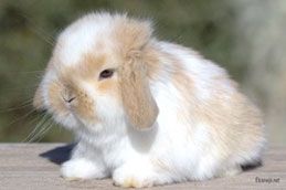 Mini Lop Broken Canela